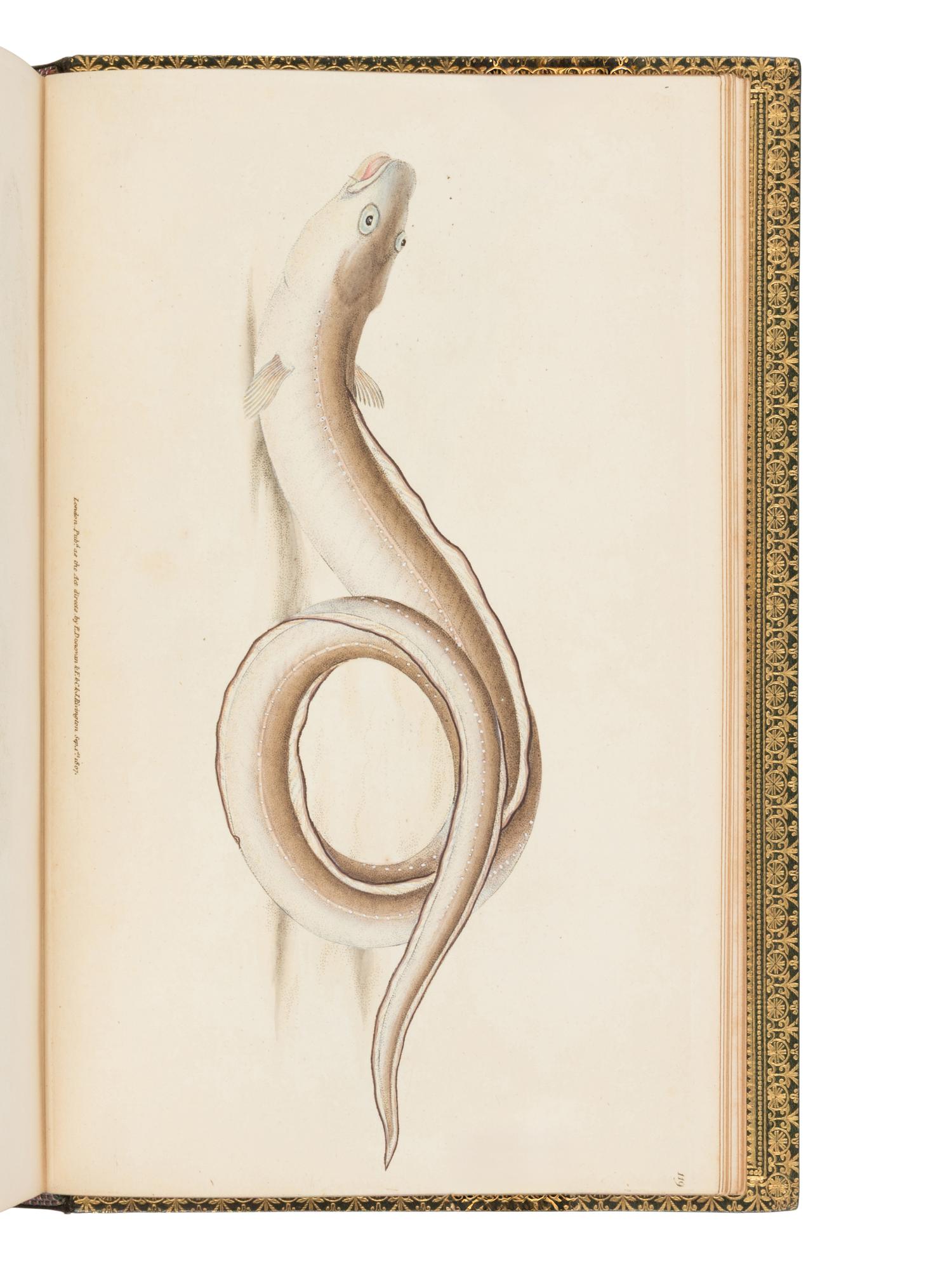 WALTON, Izaak (1593-1683) and Charles COTTON (1630-1687). The Complete Angler, or The Contemplative Man's Recreation . John Major, editor. London: D. Bogue and H. Wix, 1844.