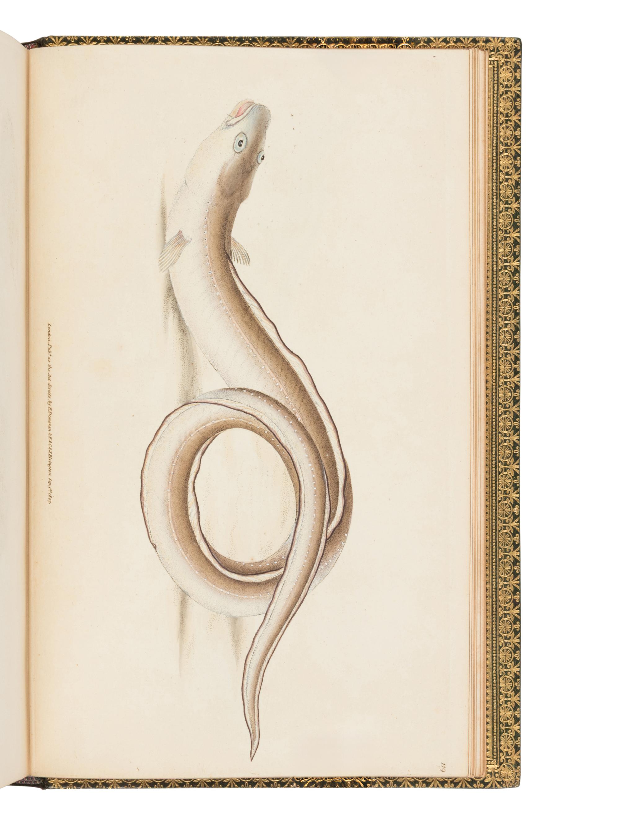 WALTON, Izaak (1593-1683) and Charles COTTON (1630-1687). The Complete Angler, or The Contemplative Man's Recreation . John Major, editor. London: D. Bogue and H. Wix, 1844.