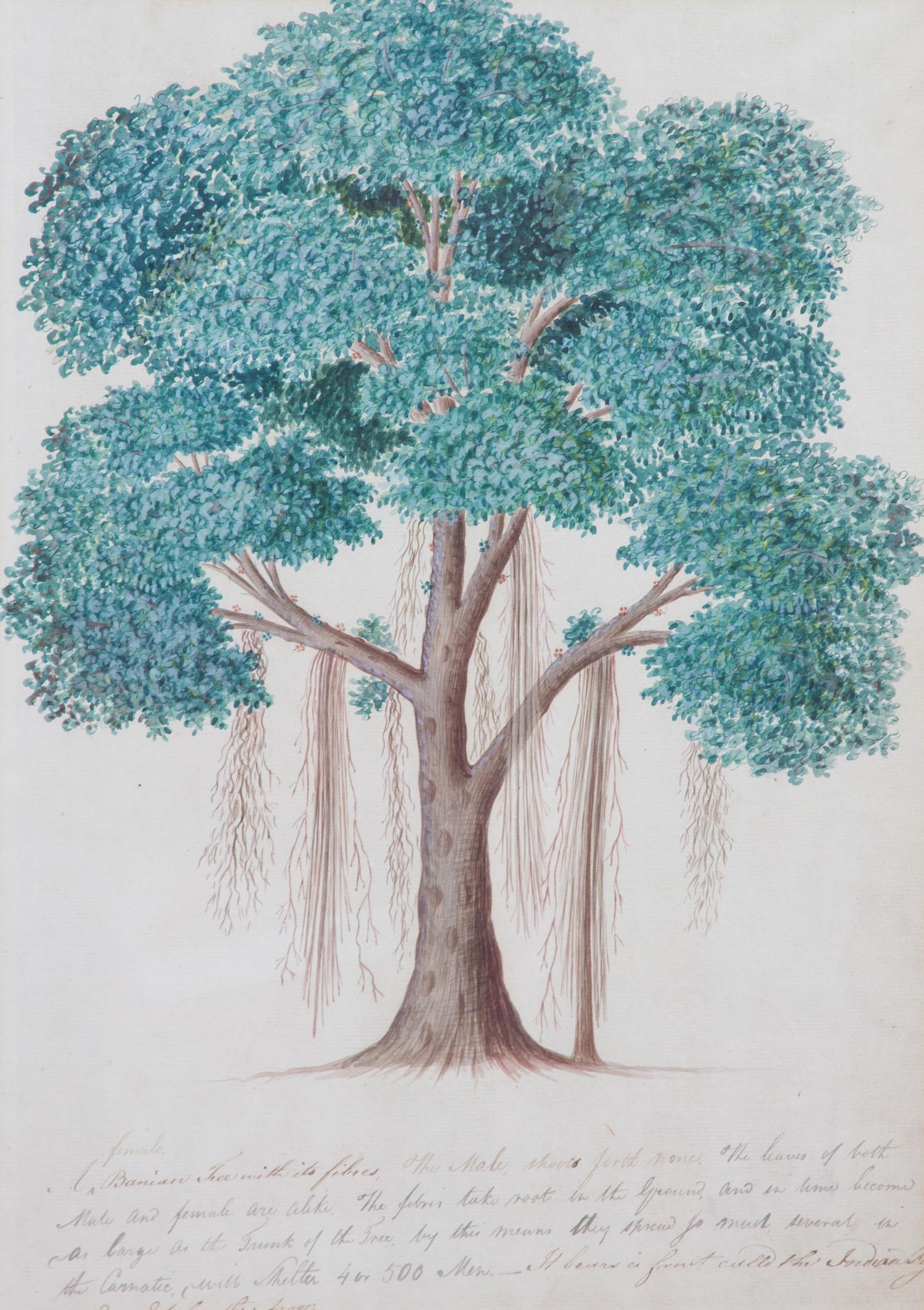 Artist Unknown, (19th Century), Seven Botanical Watercolors