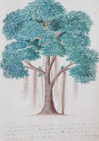 Artist Unknown, (19th Century), Seven Botanical Watercolors
