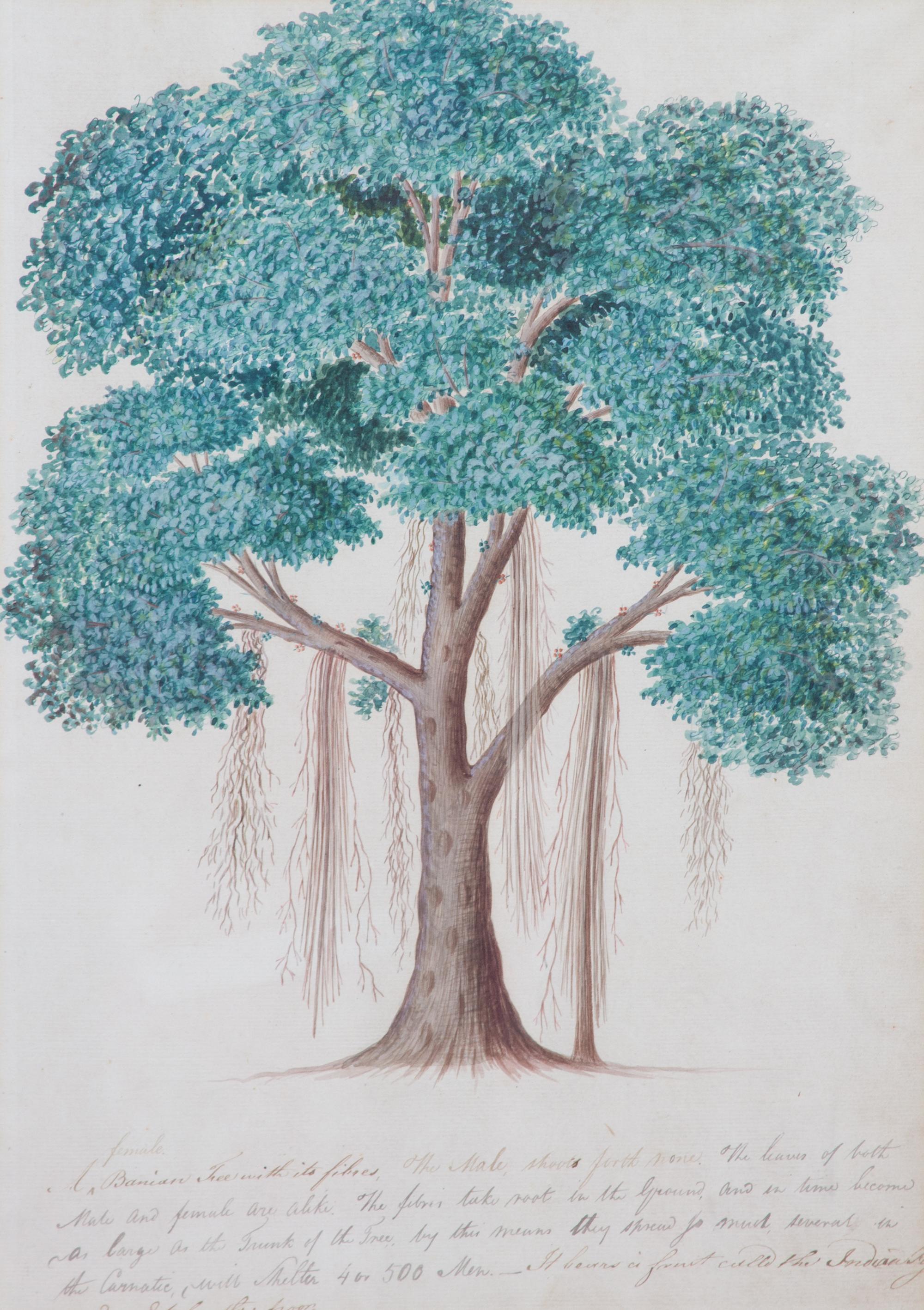 Artist Unknown, (19th Century), Seven Botanical Watercolors