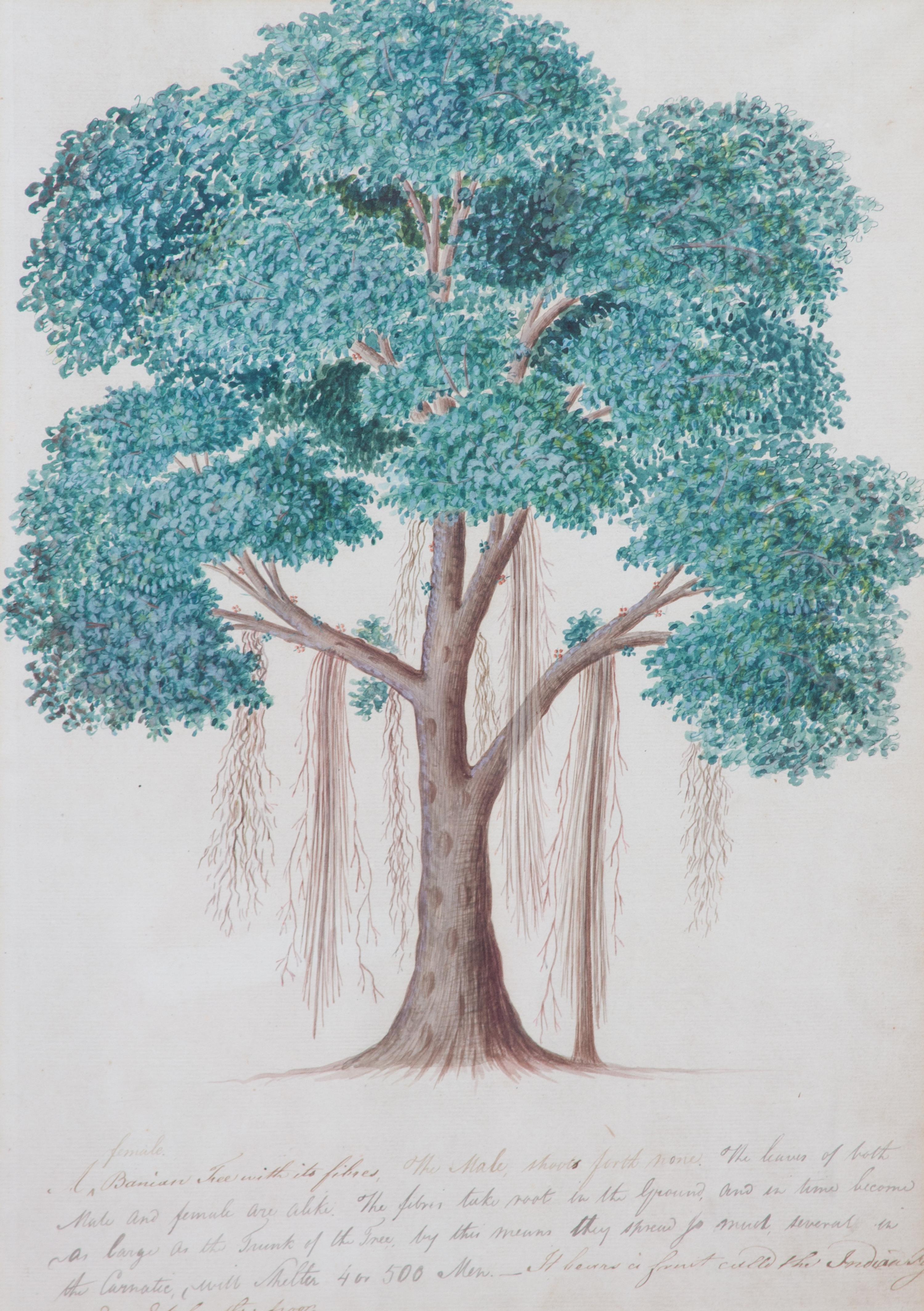 Artist Unknown, (19th Century), Seven Botanical Watercolors