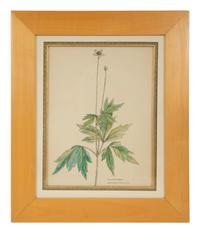 Eighteen Botanical Watercolors