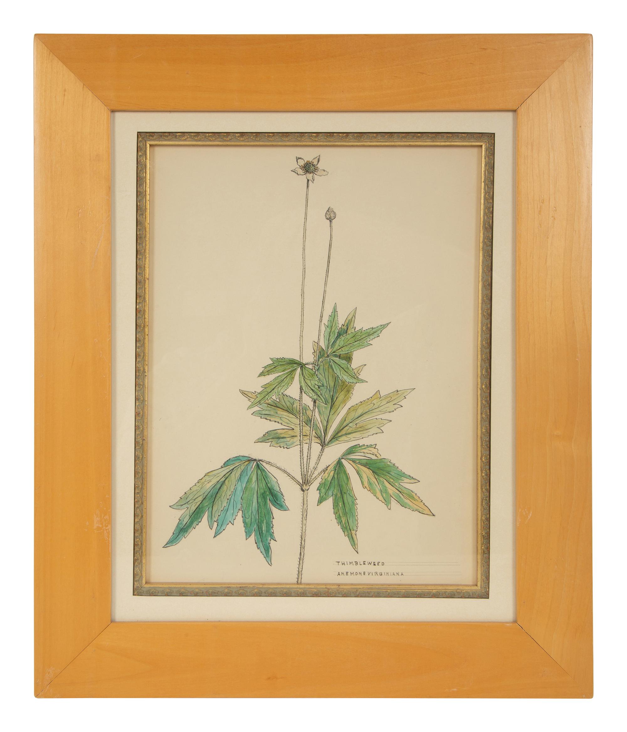 Eighteen Botanical Watercolors