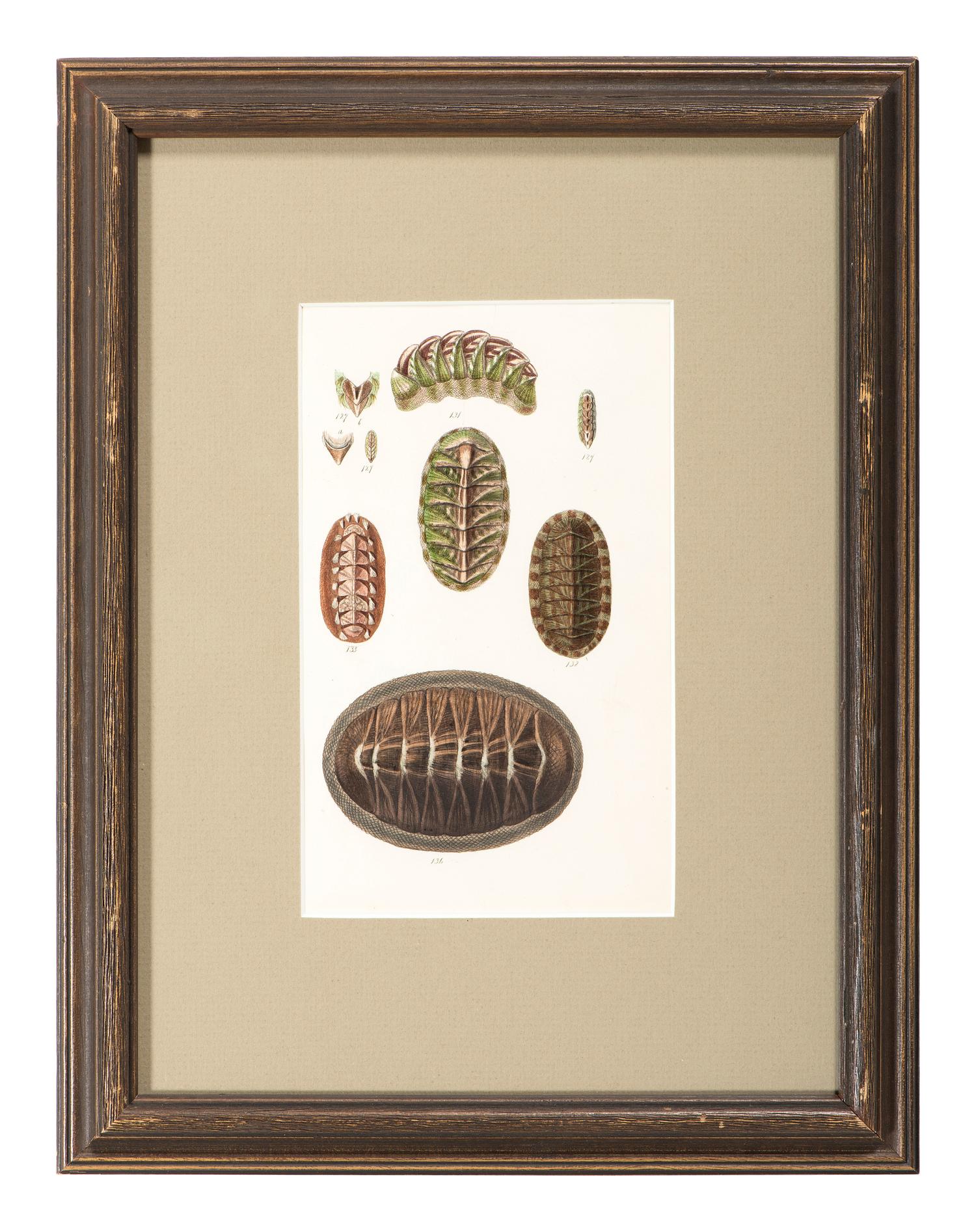 Thirteen Hand-Colored Shell Engravings