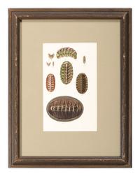 Thirteen Hand-Colored Shell Engravings