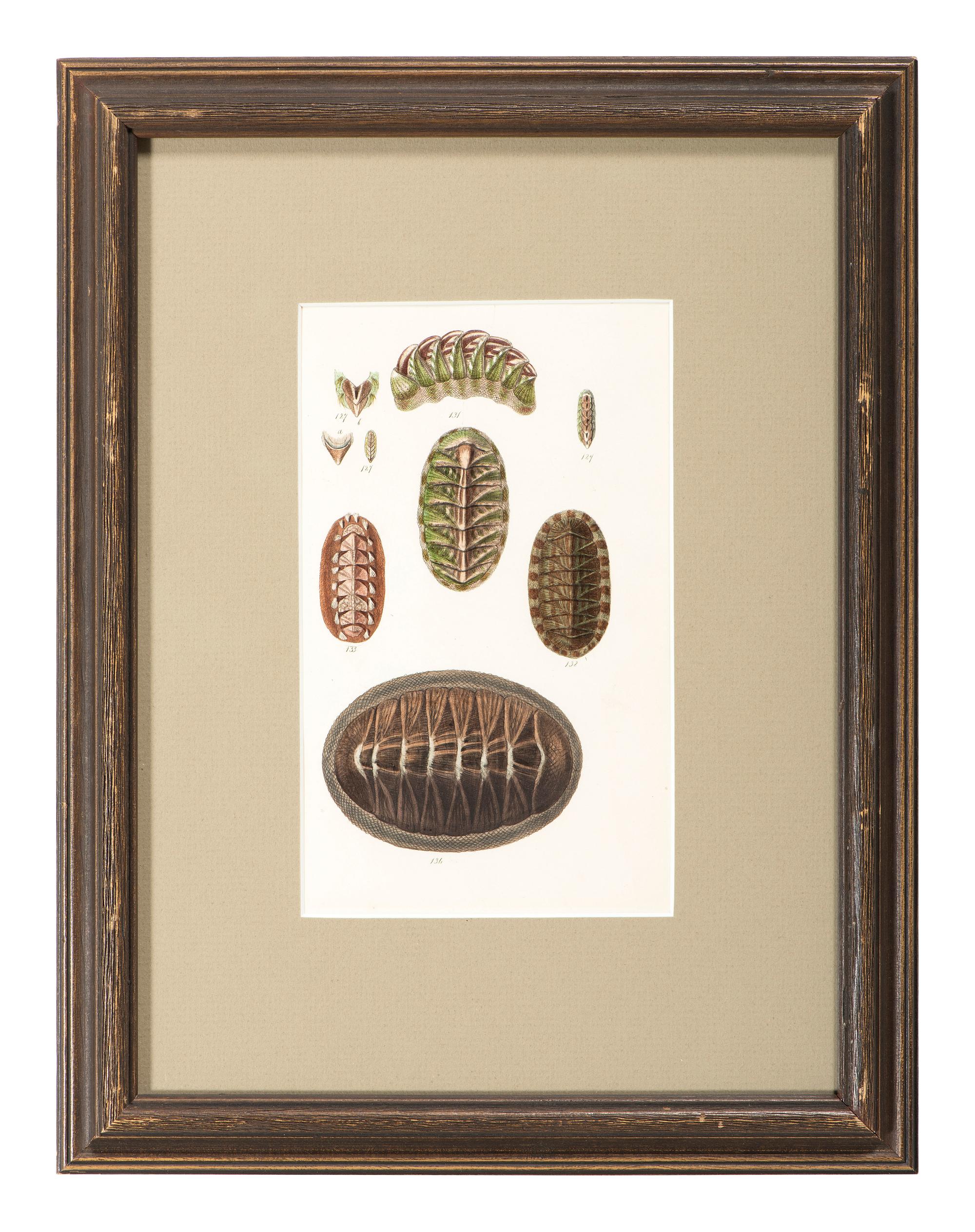 Thirteen Hand-Colored Shell Engravings