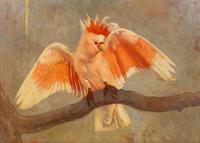 Cockatoo
