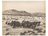 [WESTERN AMERICANA]. BELDEN, Charles J. (1888-1963), photographer. A group of 6 photographs of sheep herds in Wyoming. Pitchfork Ranch, WY, ca 1910s-1940s.