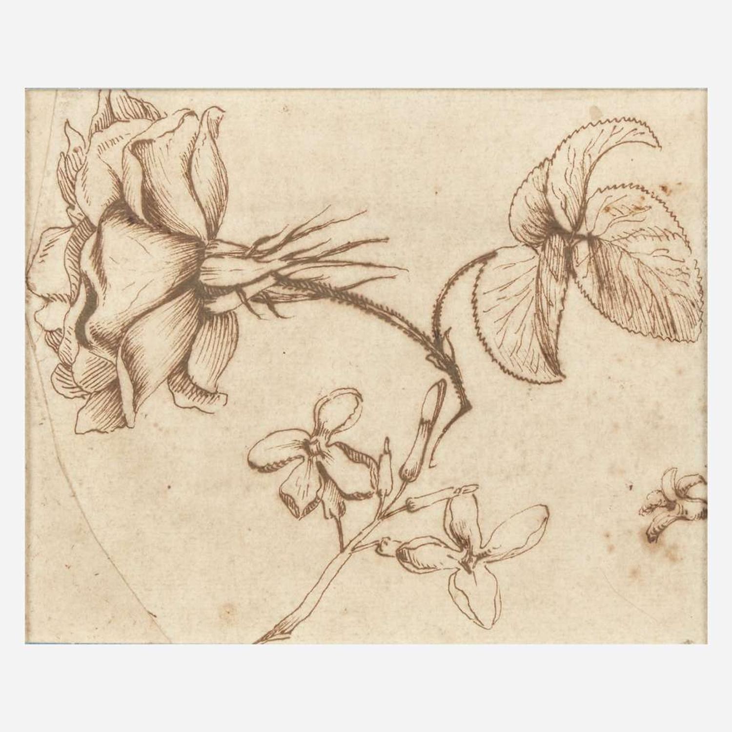 Italian School (17th-18th Century) Study of Rosa Gallica and Jasminum Nudiflorum