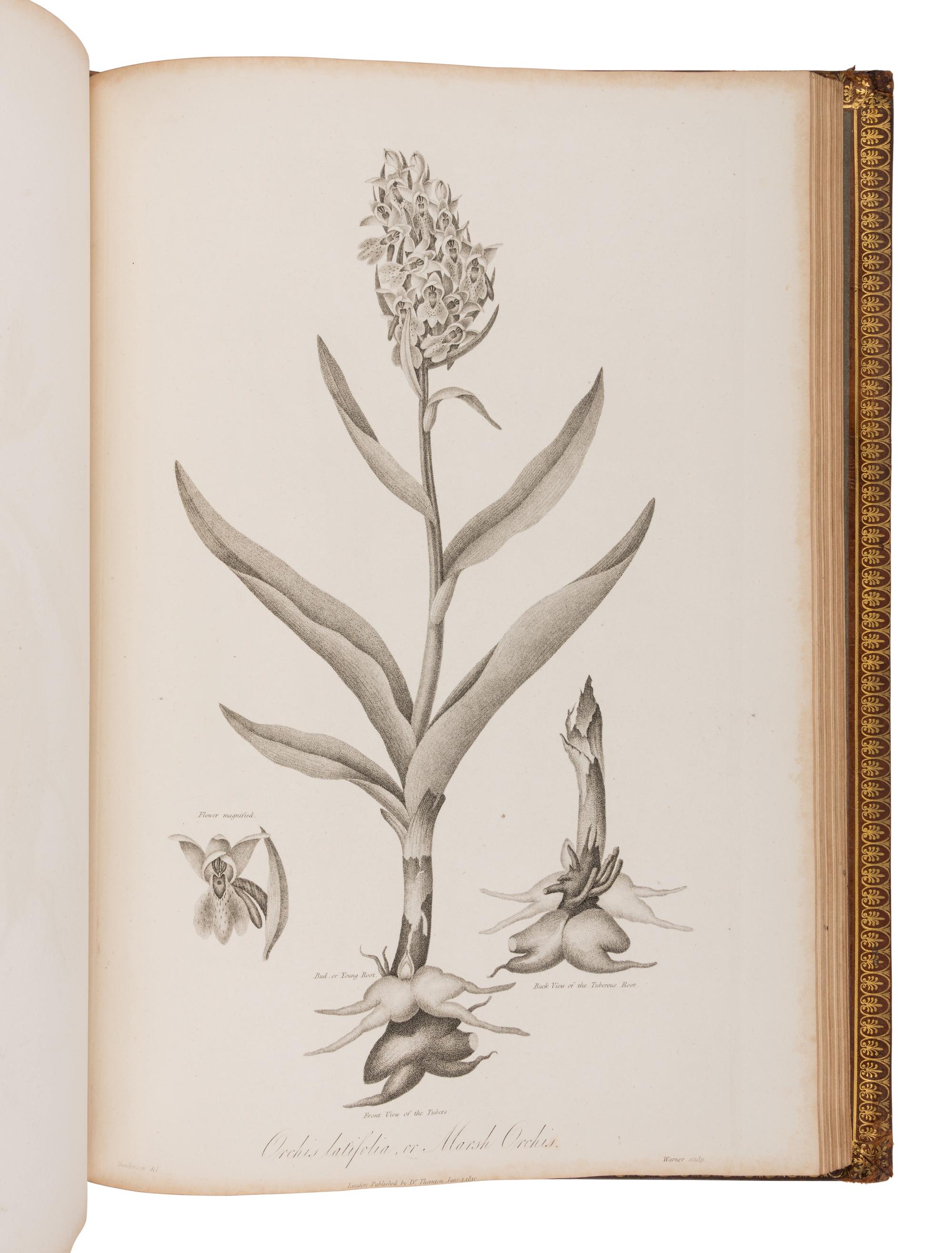 THORNTON, Robert John (1768-1837). The Philosophy of Botany . London: T. Bensley for the publishers, White, Johnson and Co. ...and the author, [1799]-1810.