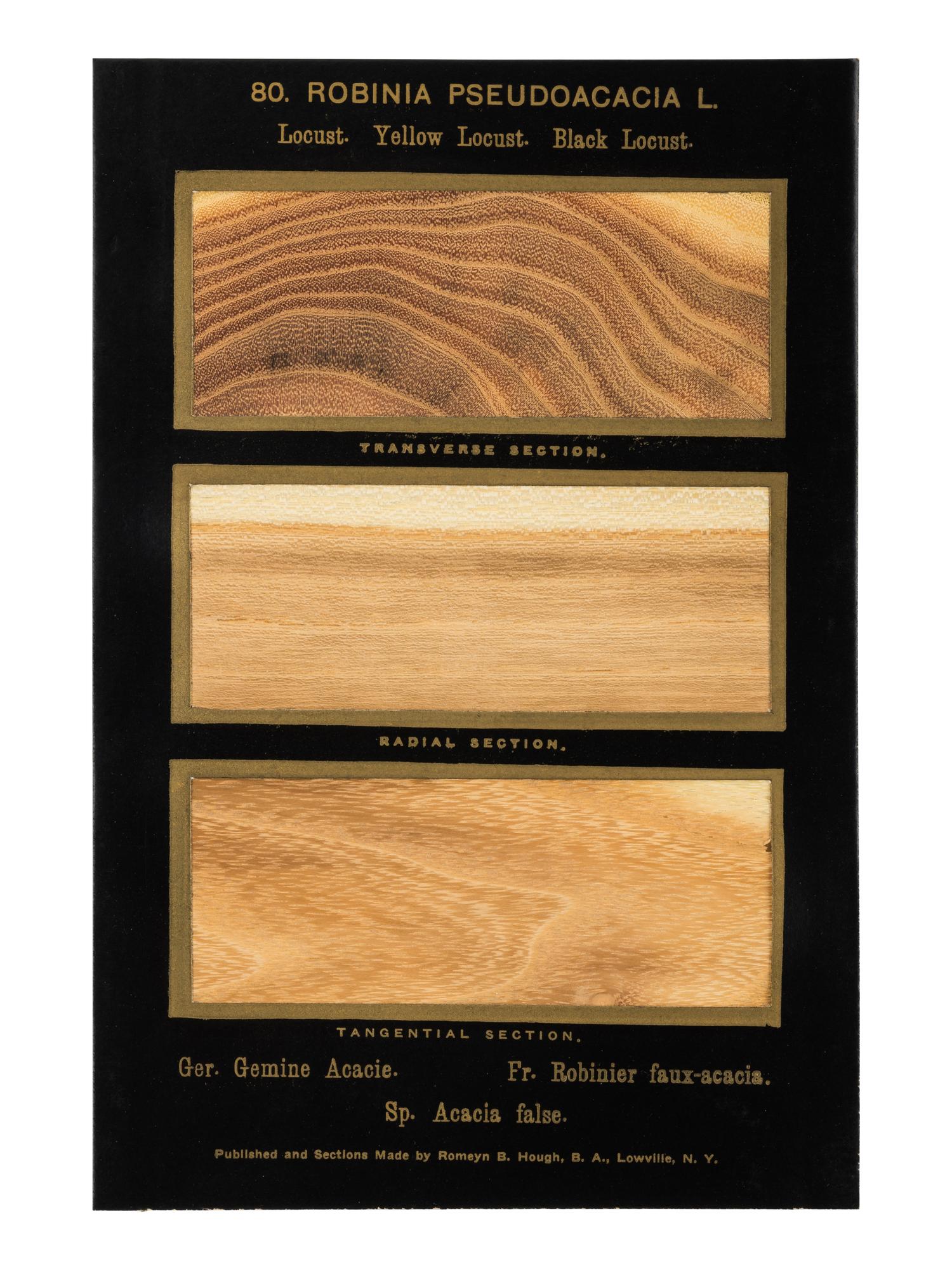 HOUGH, Romeyn Beck (1857-1924). American Woods illustrated by actual specimens: Commercial Species . Lowville, NY: prepared by the author, 1916.