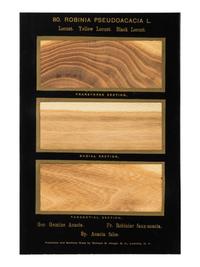 HOUGH, Romeyn Beck (1857-1924). American Woods illustrated by actual specimens: Commercial Species . Lowville, NY: prepared by the author, 1916.