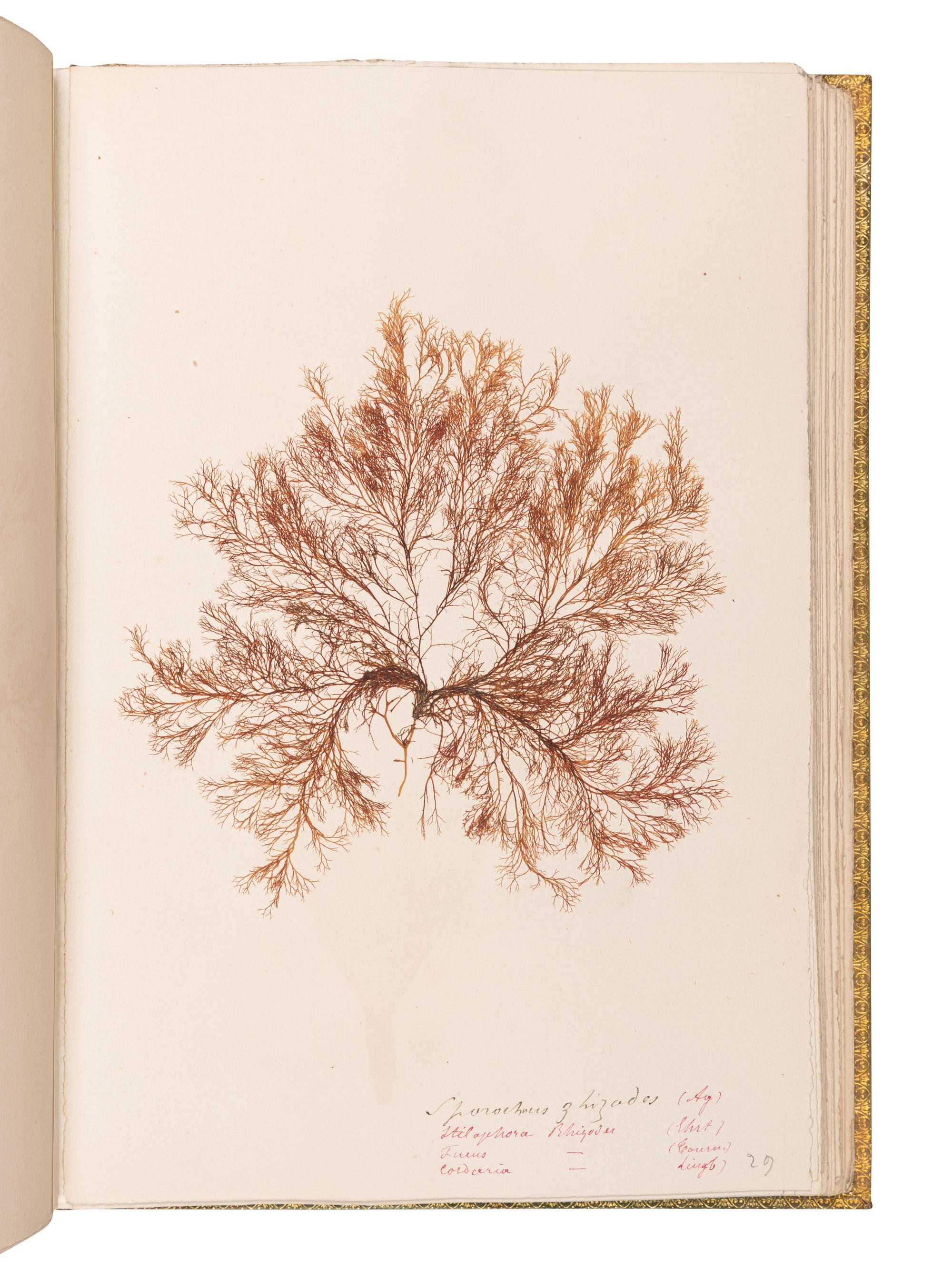 [SPECIMEN ALBUM - ALGAE]. Spine title: "Algues Cotes de Bretagne." Bretagne, ca 1850.