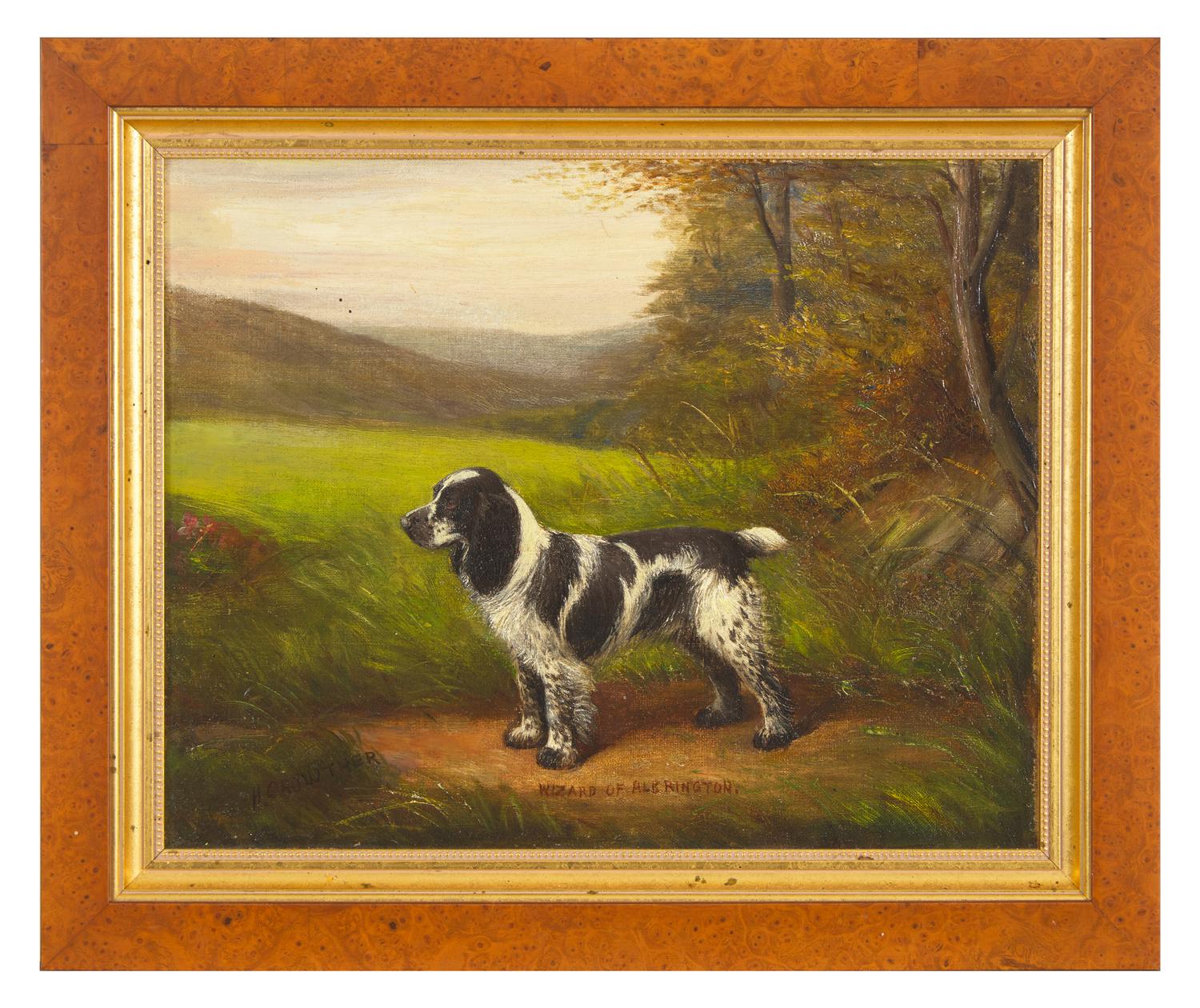 Cocker Spaniel, Wizard of Albrington