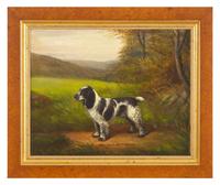 Cocker Spaniel, Wizard of Albrington