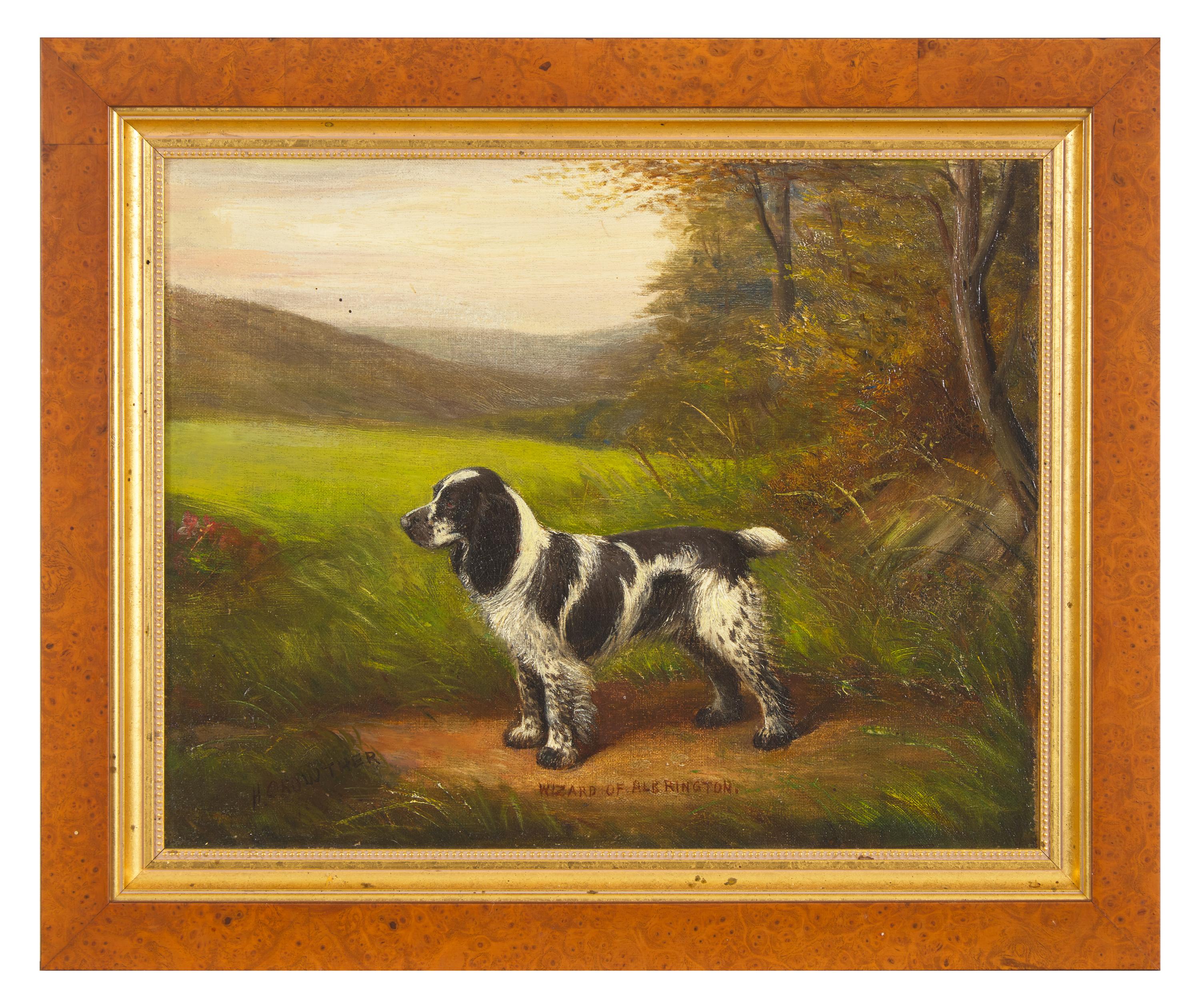 Cocker Spaniel, Wizard of Albrington