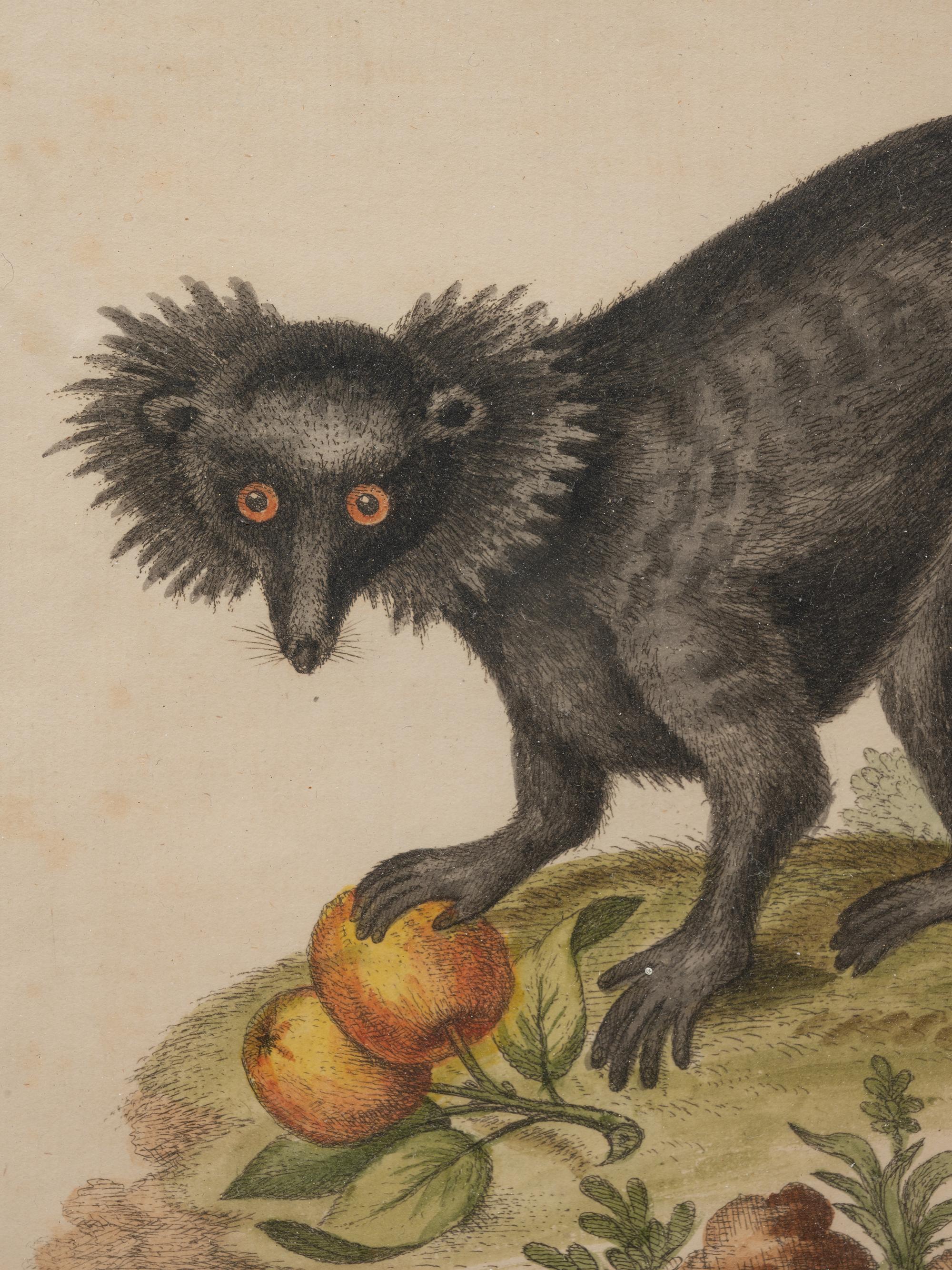 A Group of Six Continental Engravings Depicting Primates (Second Half 19th Century)