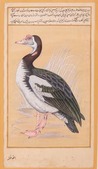 Four Indian and Islamic Miniature Paintings Depicting Birds