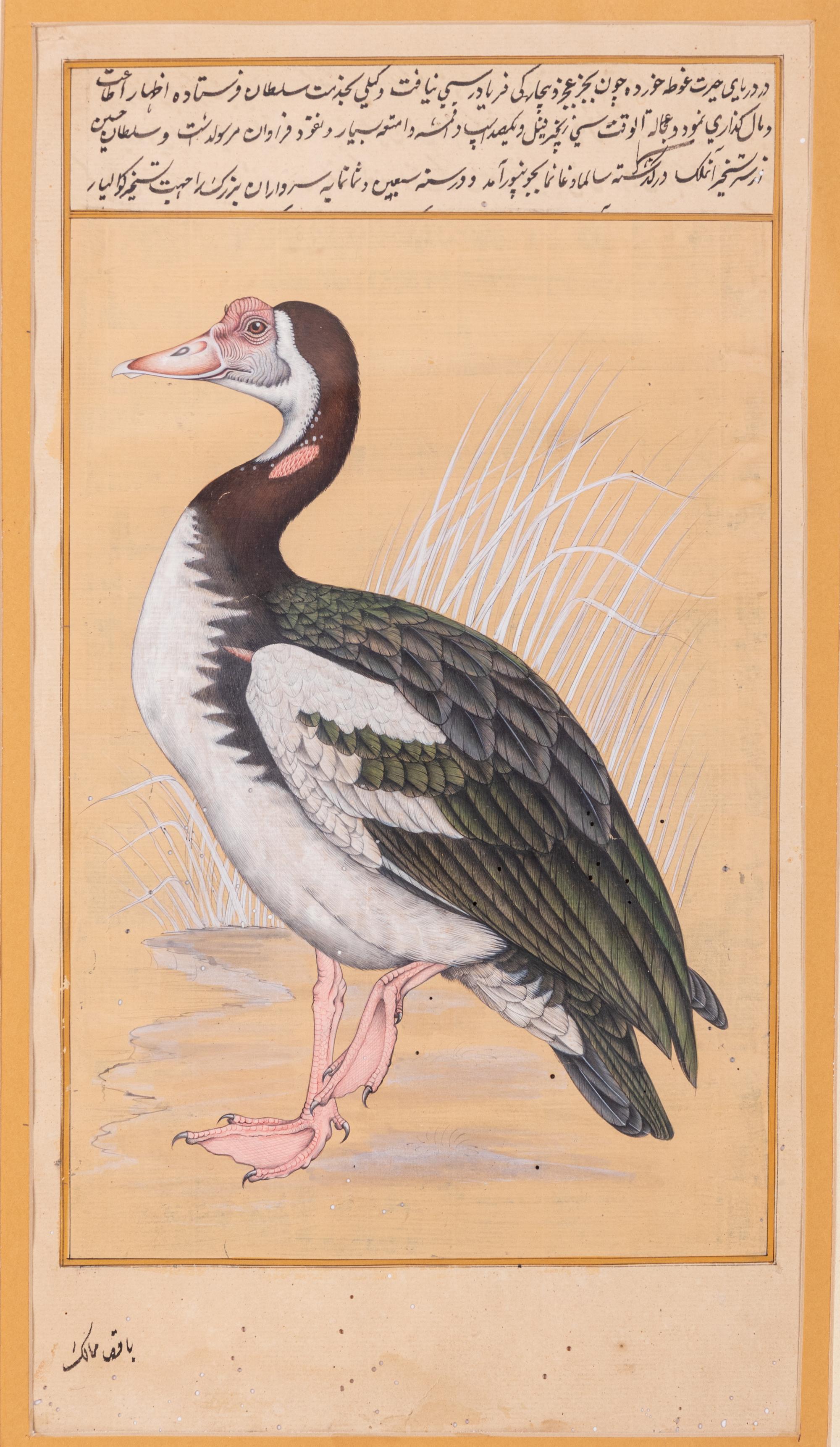 Four Indian and Islamic Miniature Paintings Depicting Birds