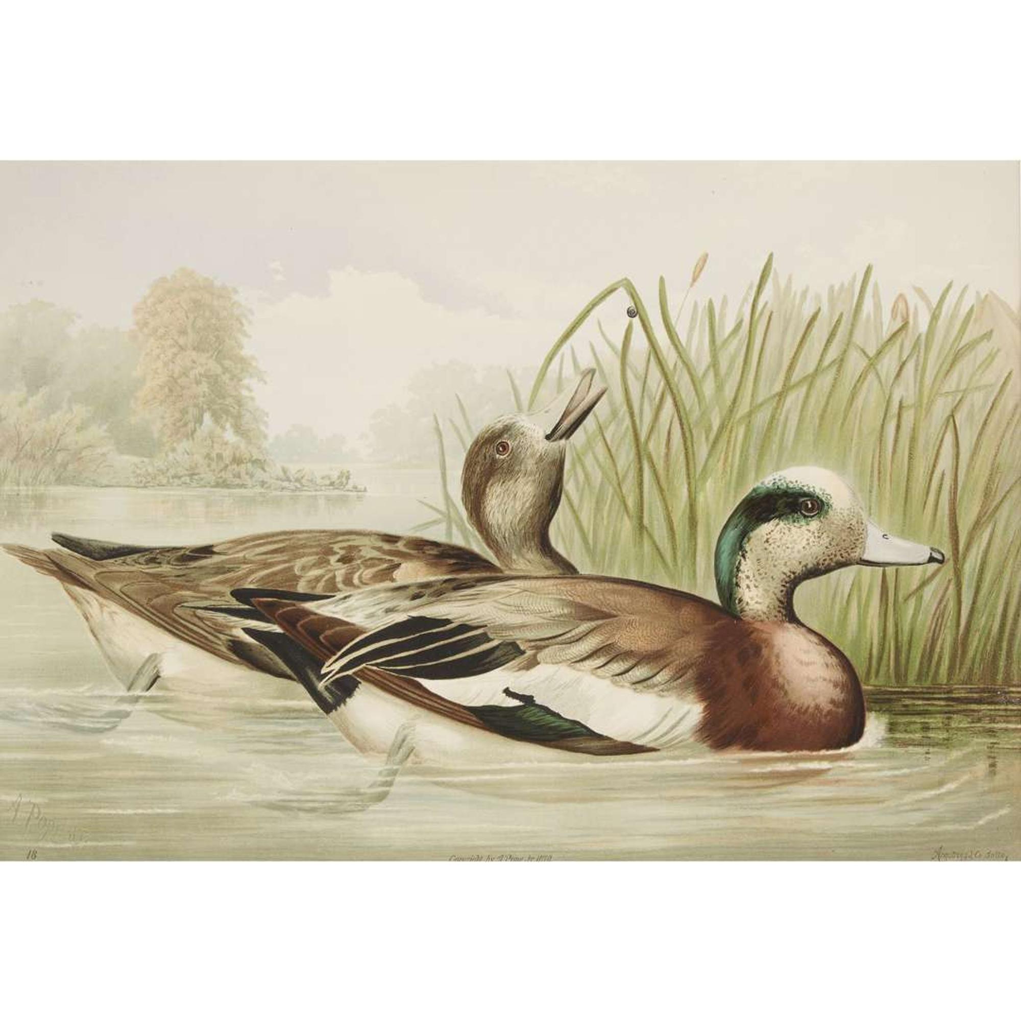 ALEXANDER POPE JUNIOR (AMERICAN 1849-1924) "BLACK DUCK" FROM UPLAND GAME BIRDS AND WATERFOWL OF THE UNITED STATES