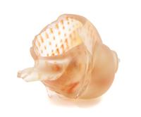 Eric Hopkins, (American, b. 1951), Untitled Shell Form, 1979