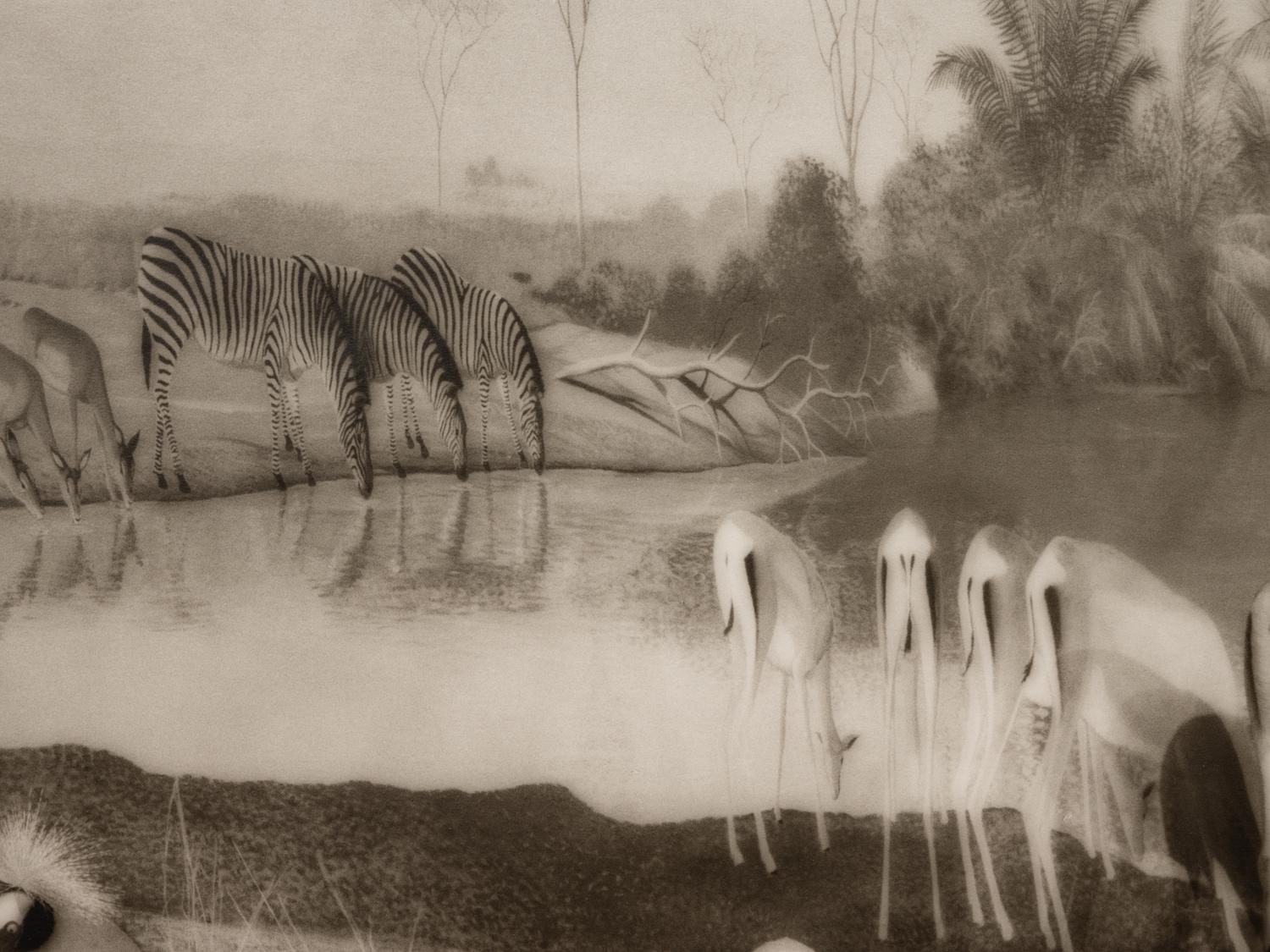 A group of six photographs from the Natural History series
