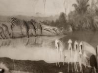 A group of six photographs from the Natural History series