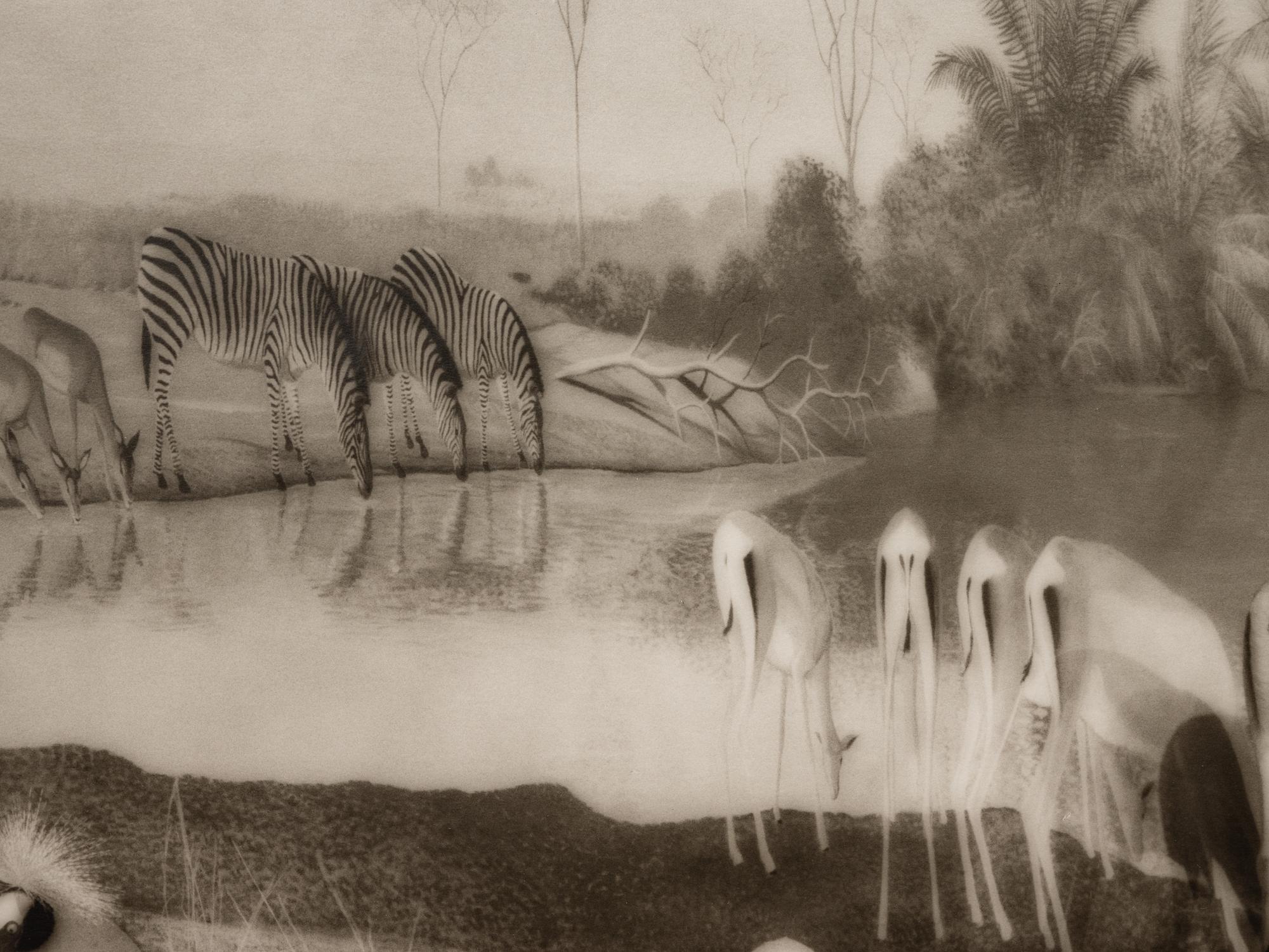 A group of six photographs from the Natural History series