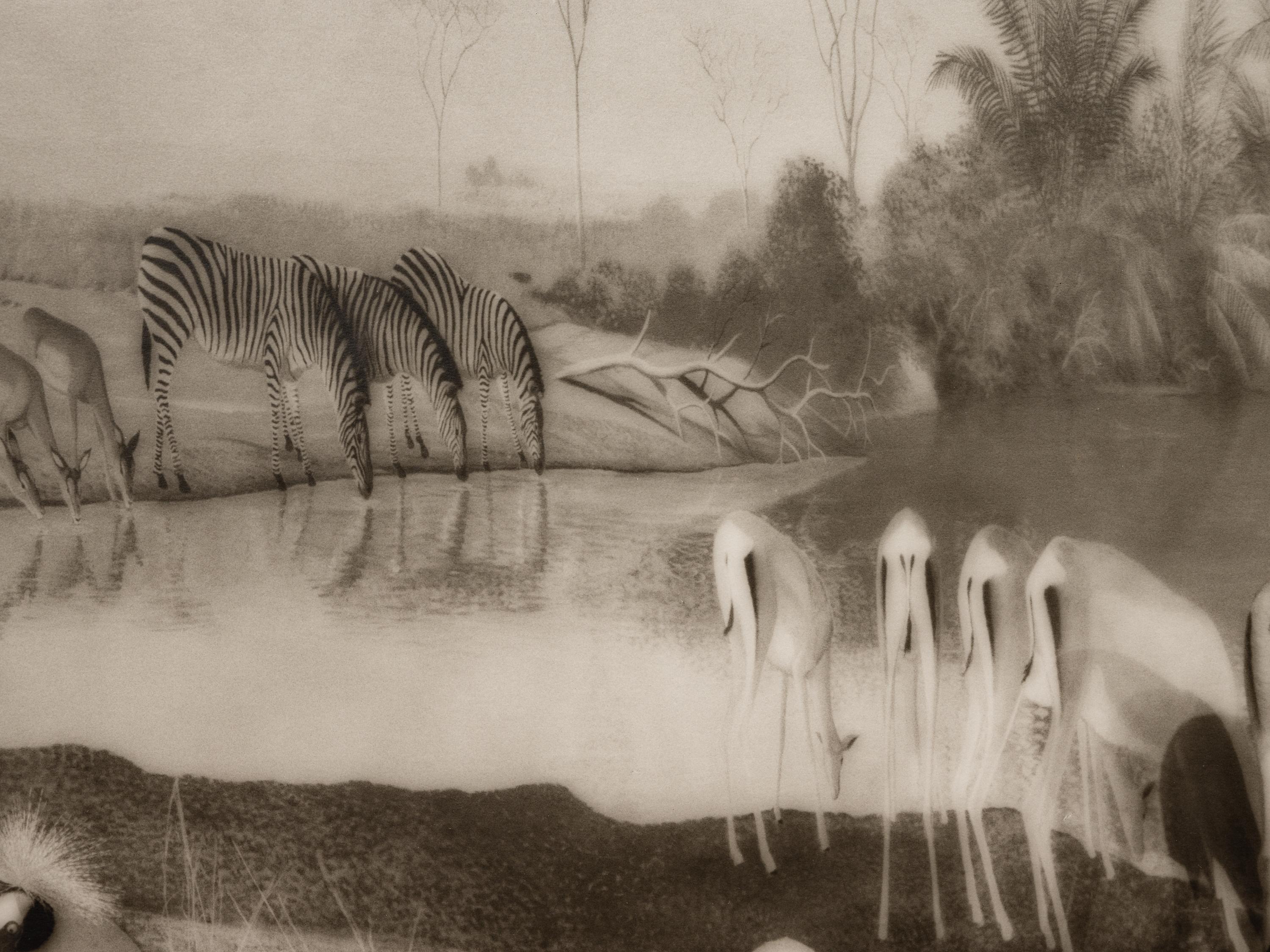 A group of six photographs from the Natural History series