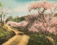 Wallace Nutting (American, 1861-1941)
