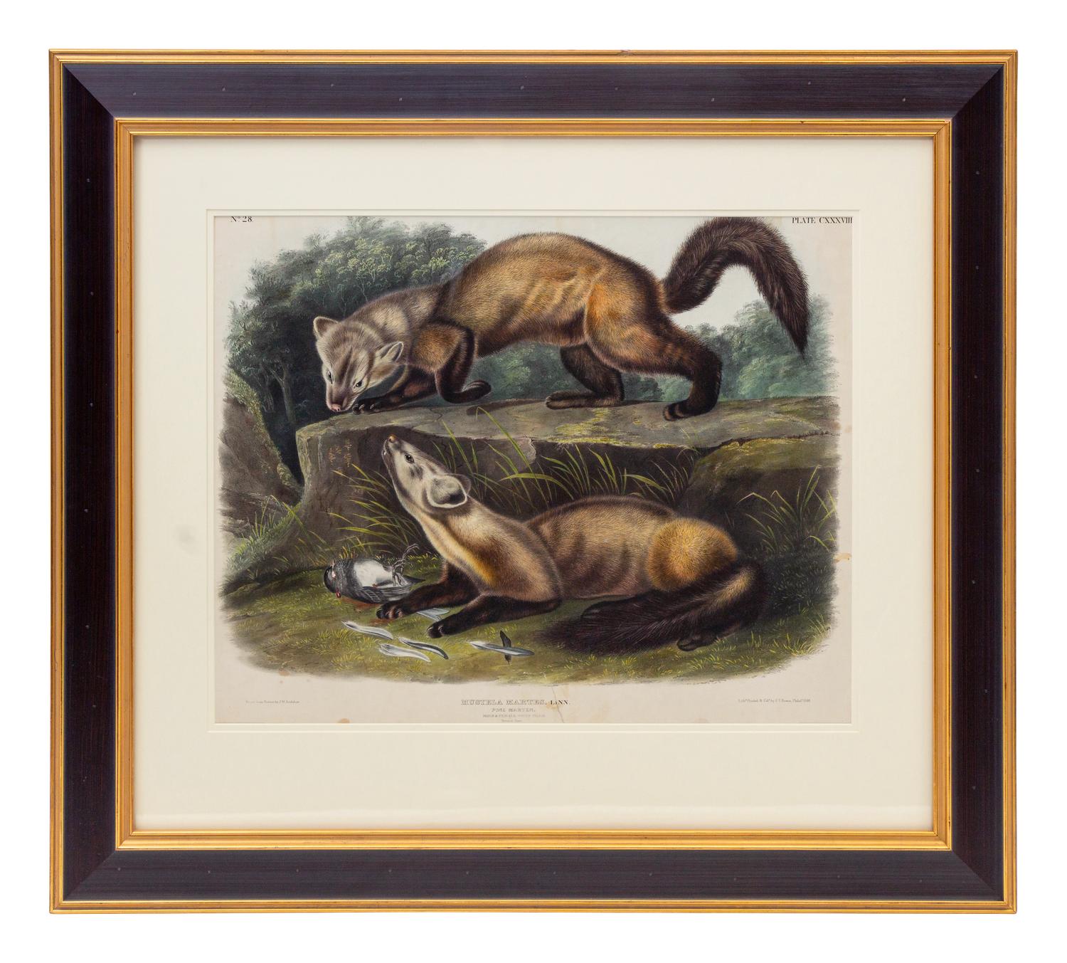 AUDUBON, John James (1785-1851), after Pine Marten (Plate CXXXVIII) Mustela Martes