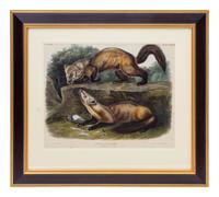 AUDUBON, John James (1785-1851), after Pine Marten (Plate CXXXVIII) Mustela Martes