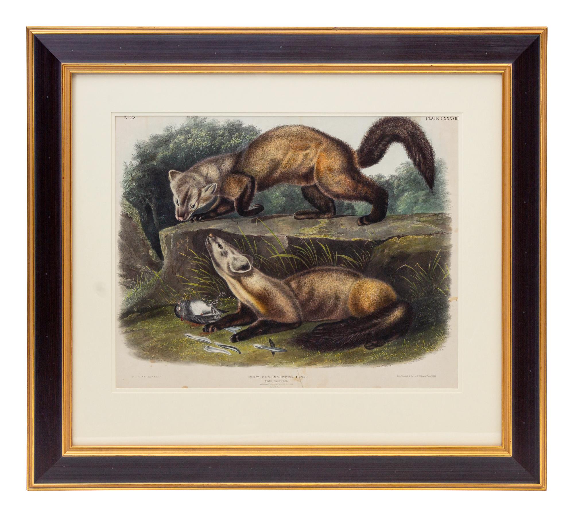 AUDUBON, John James (1785-1851), after Pine Marten (Plate CXXXVIII) Mustela Martes