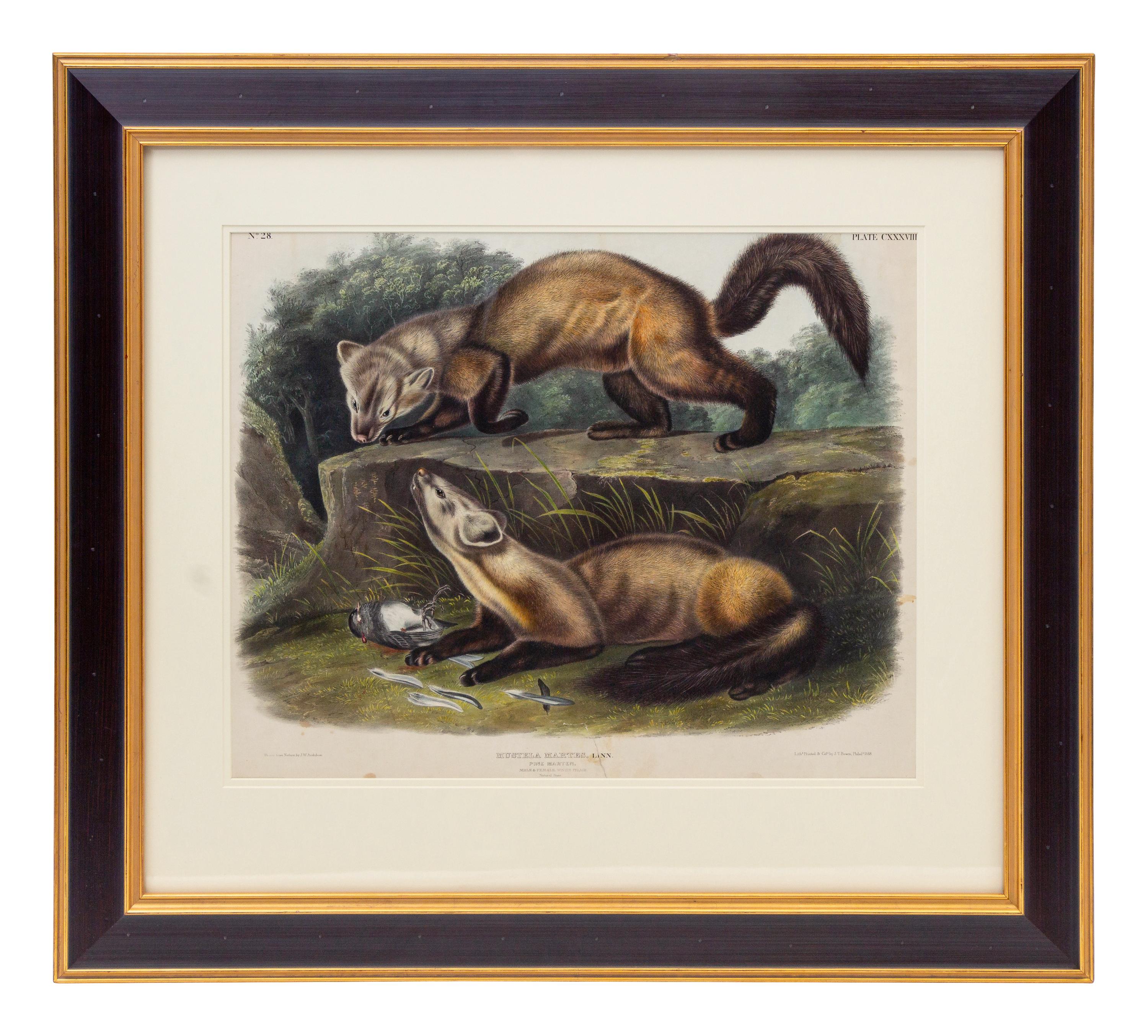AUDUBON, John James (1785-1851), after Pine Marten (Plate CXXXVIII) Mustela Martes