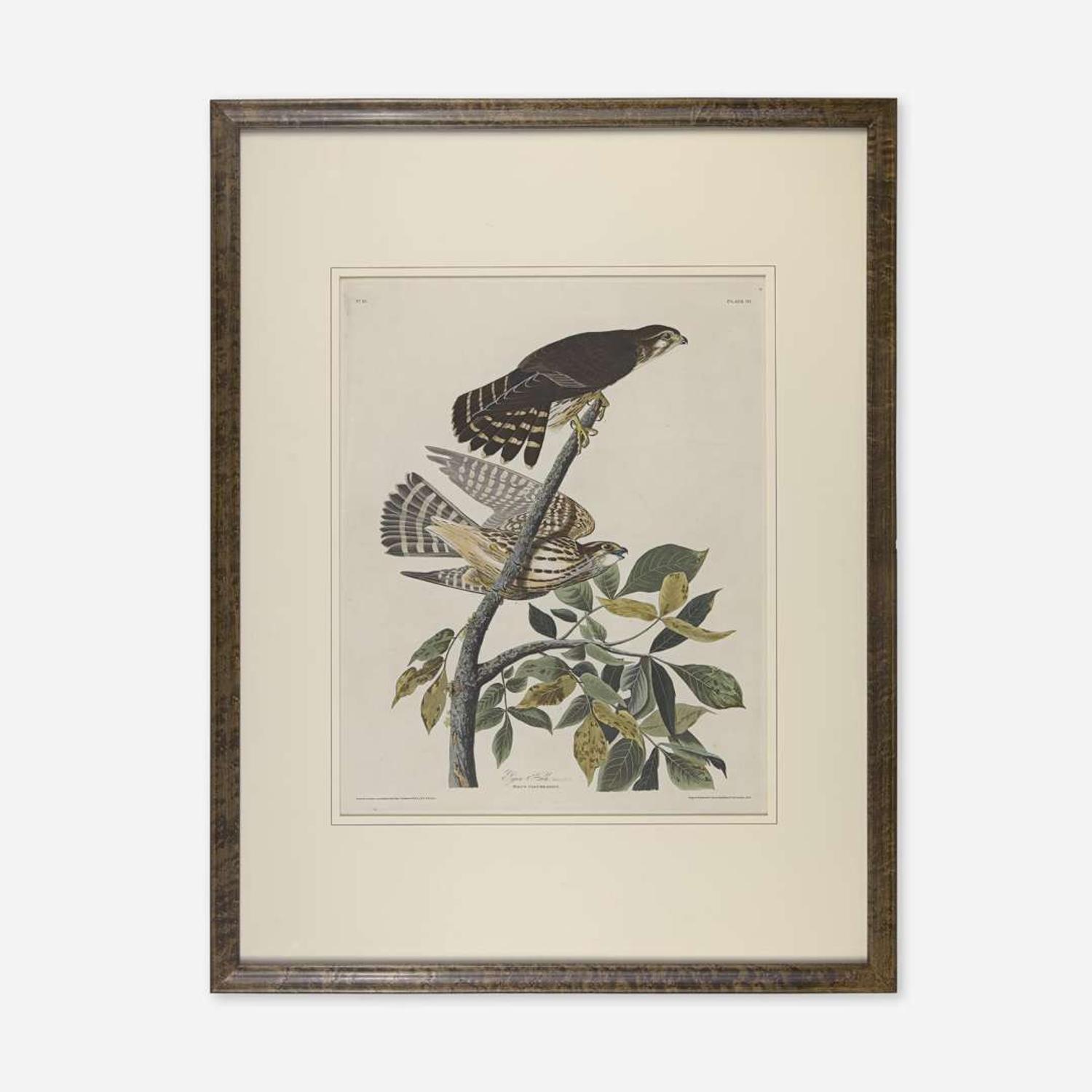 [Prints] Audubon, John James Pigeon Hawk