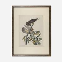 [Prints] Audubon, John James Pigeon Hawk