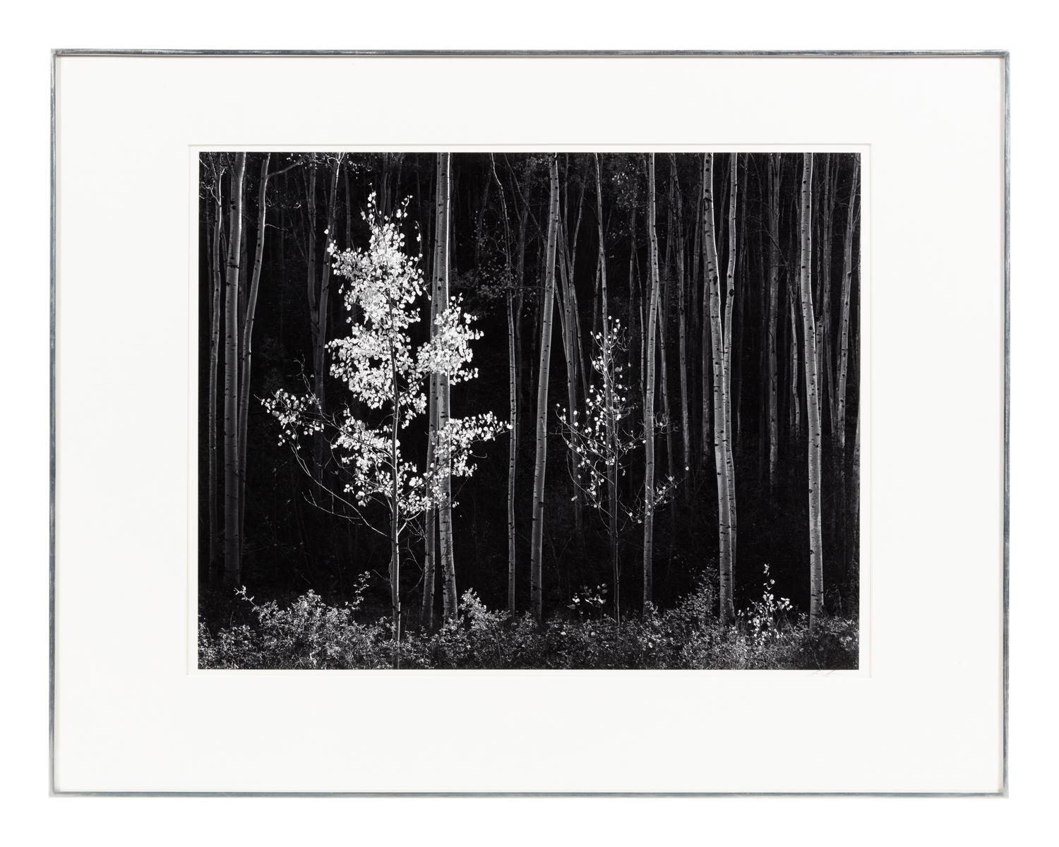 Ansel Adams (1902-1984) Aspens, Northern New Mexico, 1958