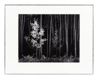 Ansel Adams (1902-1984) Aspens, Northern New Mexico, 1958