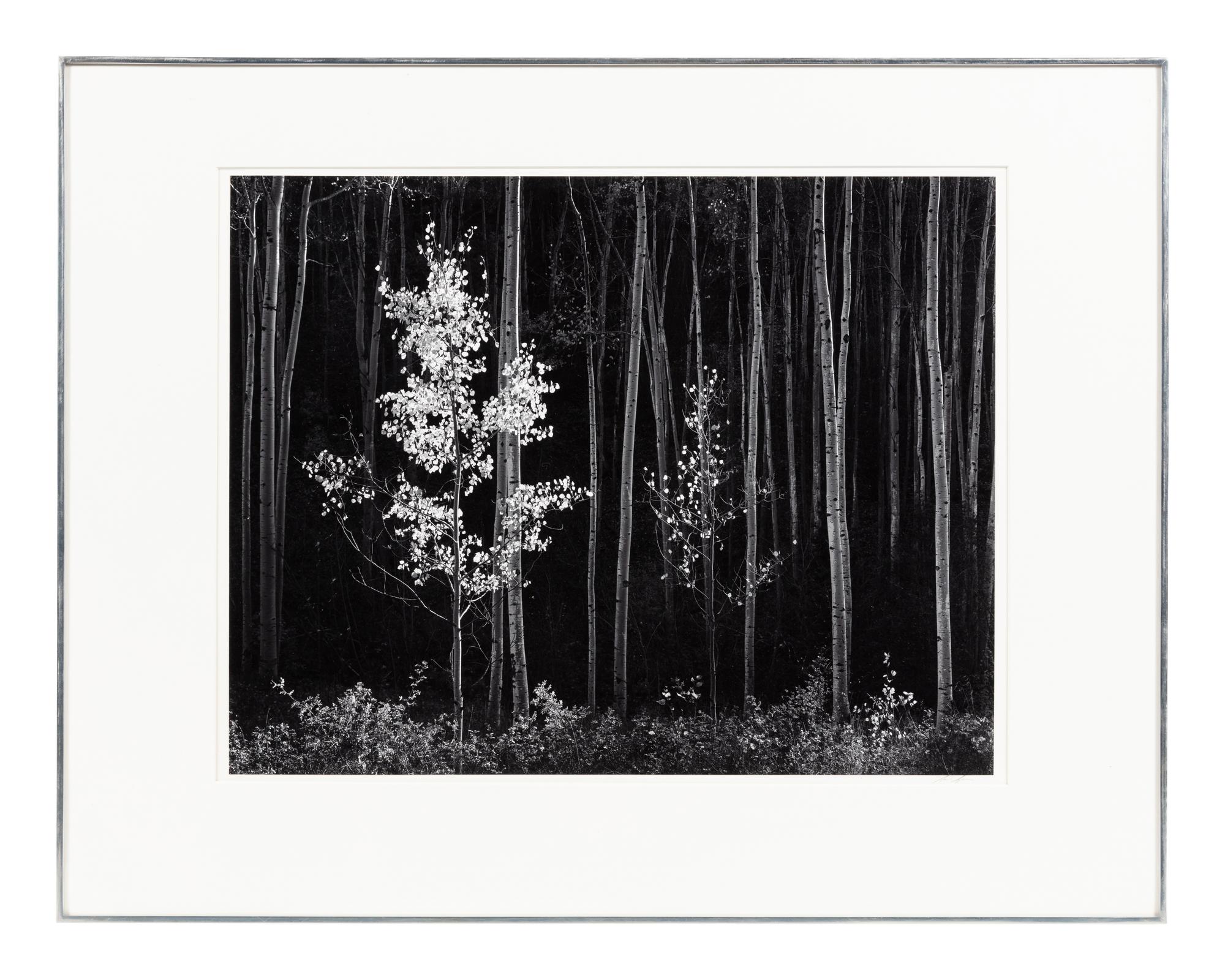 Ansel Adams (1902-1984) Aspens, Northern New Mexico, 1958