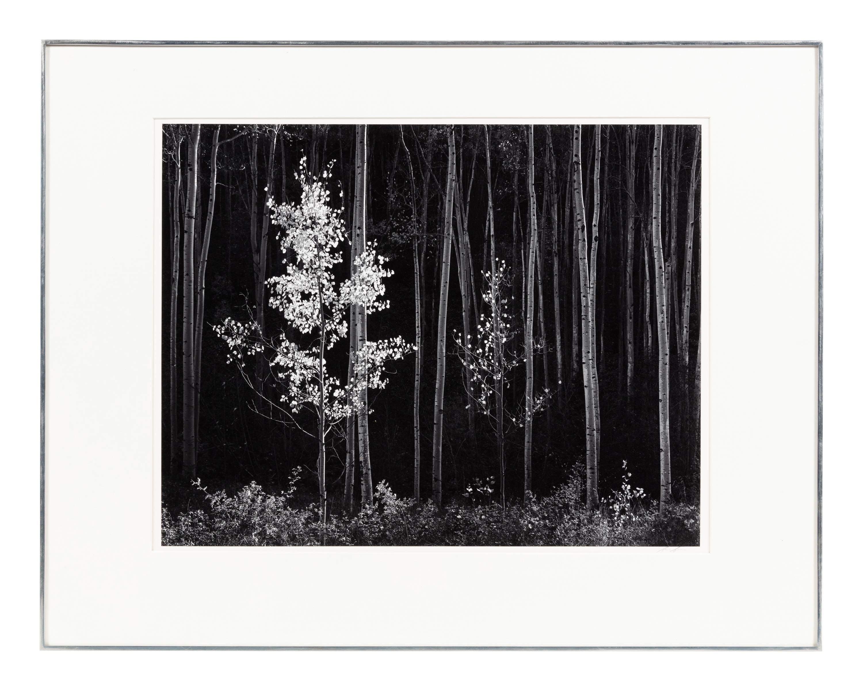 Ansel Adams (1902-1984) Aspens, Northern New Mexico, 1958