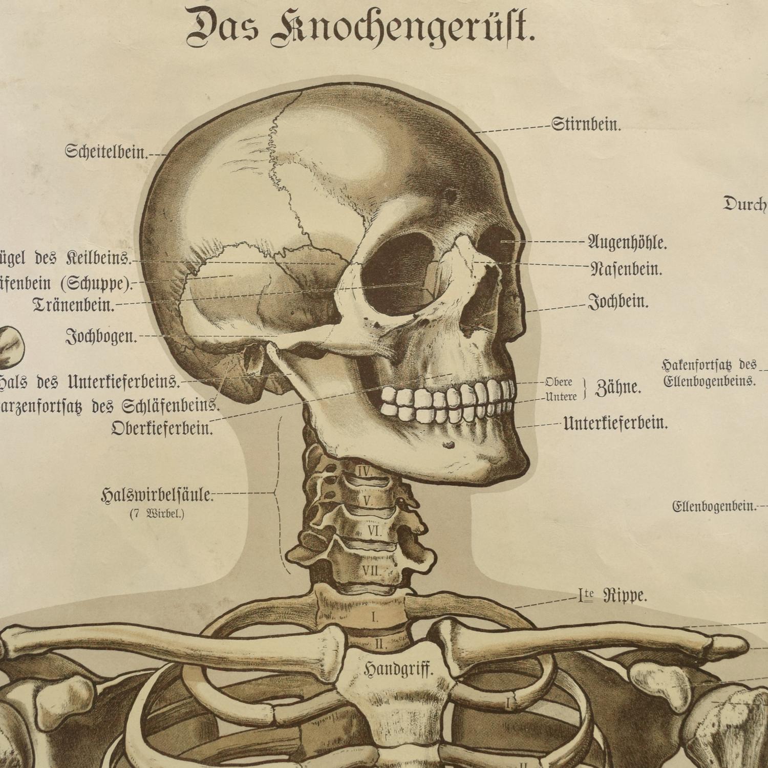 An Anatomy Chart by J.F. Schreiber 5" W x 1.5" D x 64" H — Germany, 19th Century
