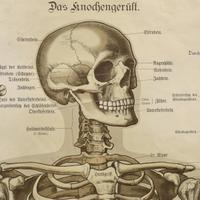 An Anatomy Chart by J.F. Schreiber 5" W x 1.5" D x 64" H — Germany, 19th Century