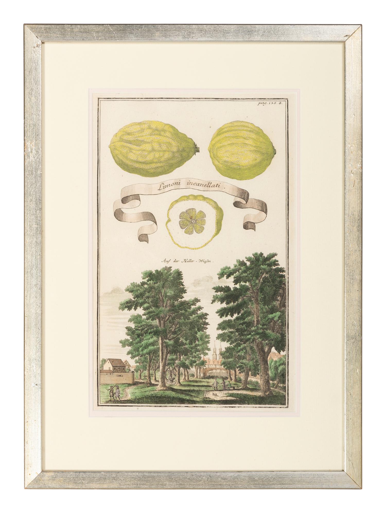 Six Hand-Colored Citrus Fruit Engravings
