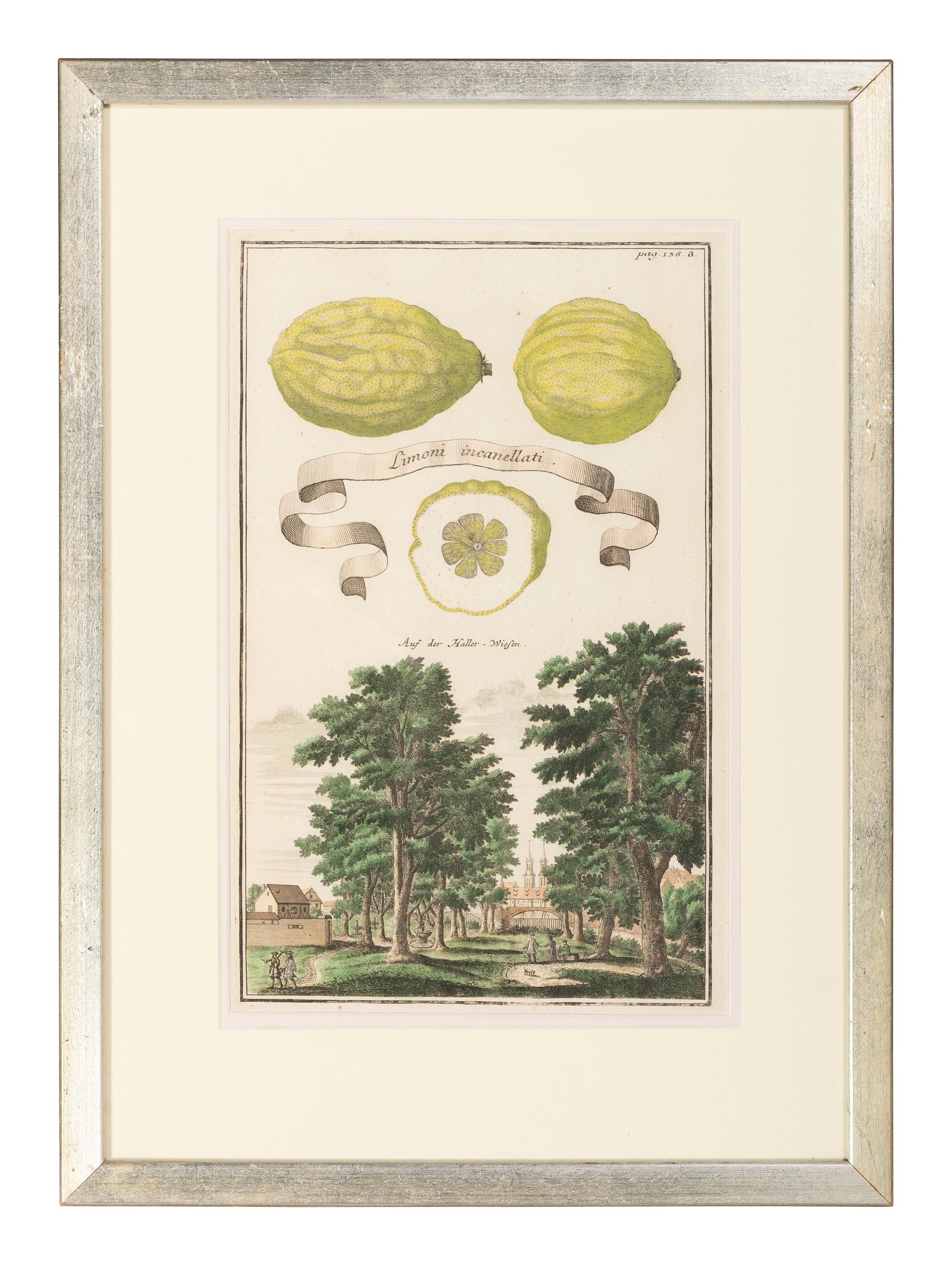 Six Hand-Colored Citrus Fruit Engravings