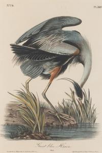 [Natural History] Audubon, John James. Group of 10 prints from the octavo "Birds of America"