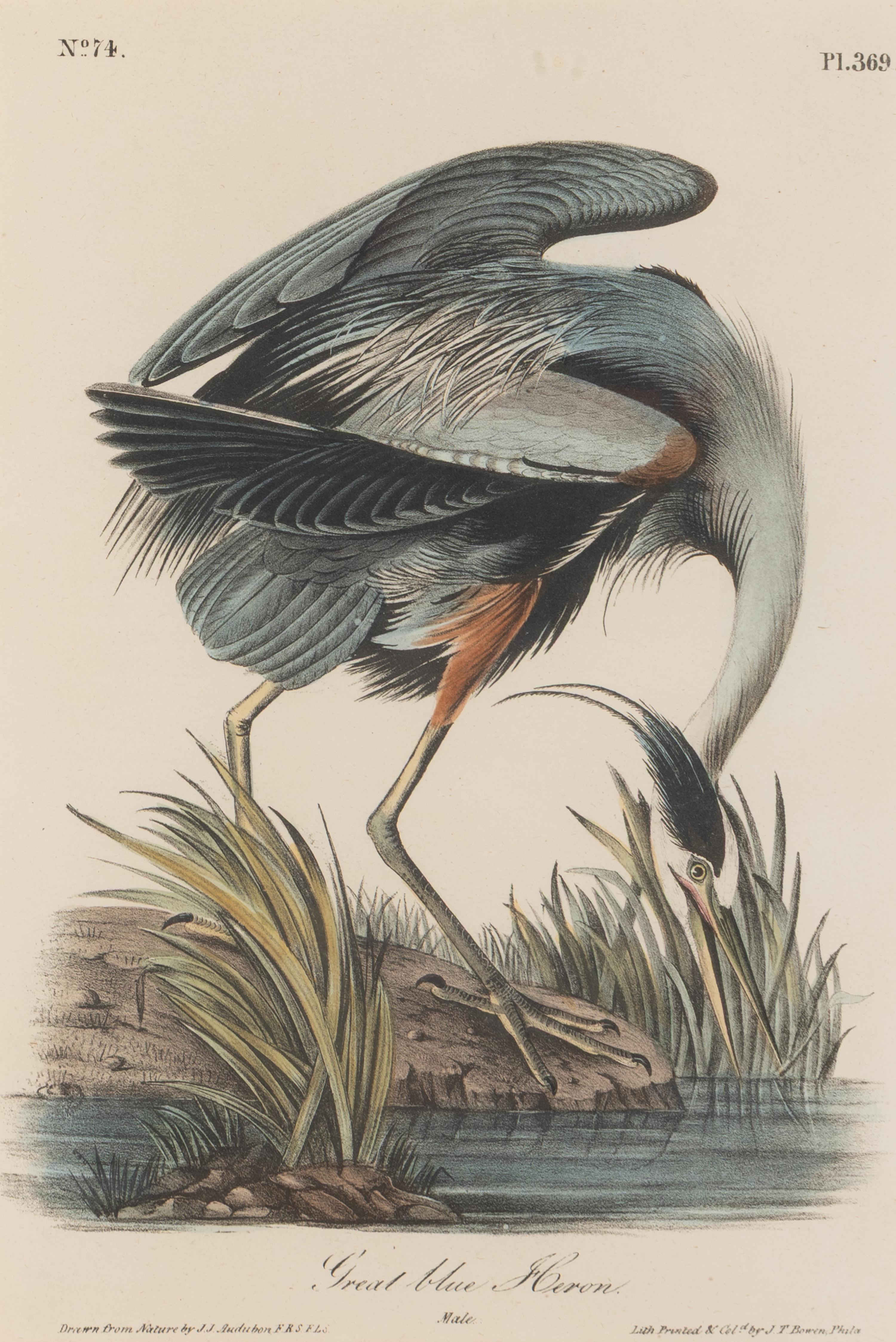 [Natural History] Audubon, John James. Group of 10 prints from the octavo "Birds of America"