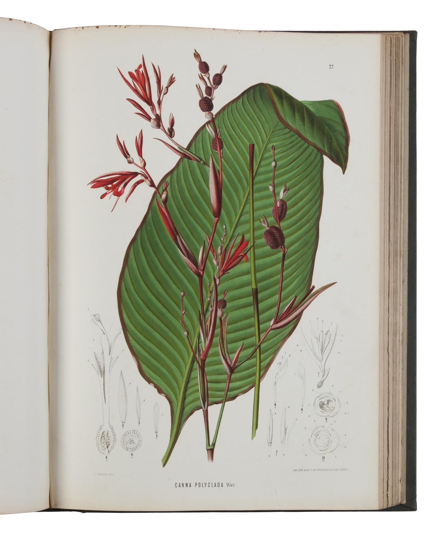 [NATURAL HISTORY]. WAWRA VON FERNSEE, Heinrich (1831-1887). Botanische ergebnisse der reise seiner majestat des Kaisers von Mexico Maximilian I. nach Brasilien (1859-60) . Vienna: Carl Gerold's Son, 1866.