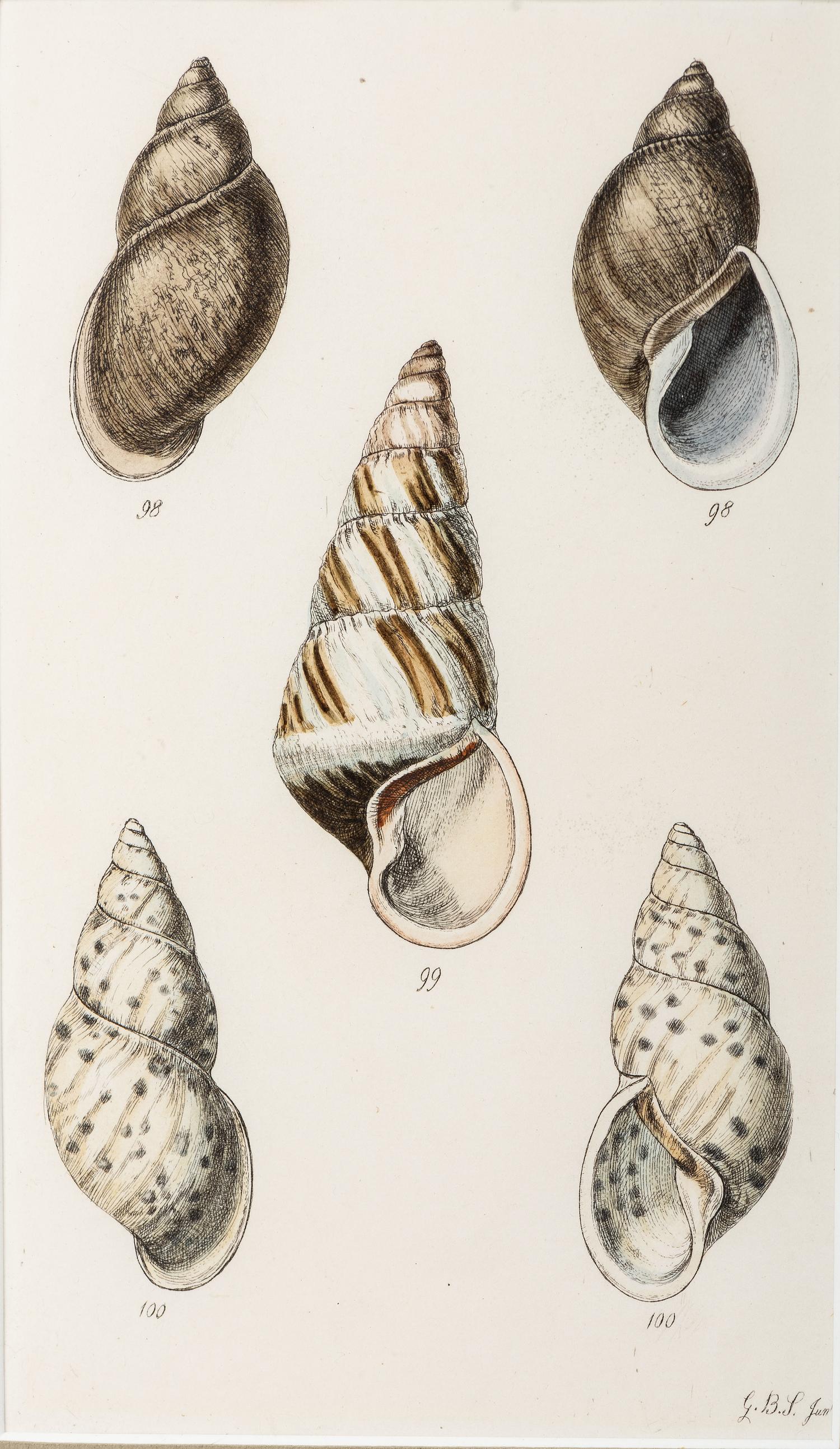 Thirteen Hand-Colored Shell Engravings