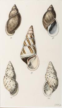 Thirteen Hand-Colored Shell Engravings